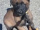 chiots belge belge lof mâle a donner 
