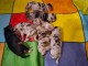 Bébé chiot berger australien lof à adopter 