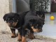 Je donne chiot rottweiler disponible 