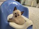 Adopter chaton LOOF mâle 