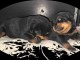 Deux chiots rottweiler à donner 