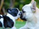 chiots bouledogue français à adopter 