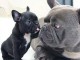 chiot bouledogue français à donner 