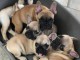 Adopter chiot bouledogue français disponible 