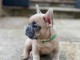 Adopter chiot bouledogue français 