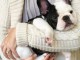 Chiots bouledogue français à adopter 