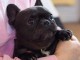 chiots bouledogue français à donner 