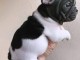 Je donne chiot bouledogue français disponible 