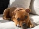 chiots staffie disponible pour adoption 