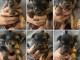 Chiots Yorkshire a donner 
