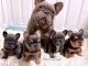chiots bouledogue français à donner 