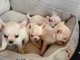 chiots chihuahua à adopter 