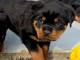 Bébé chiot rottweiler à donner mâle 