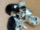 chiots berger australien disponible pour adoption 