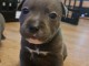 Bébé staffie disponible pour adoption 