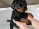 chiots rottweiler à donner 