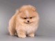 Bébé chiot spitz nain disponible 