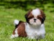 chiots Shih Tzu à donner 