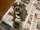 chiots staffie à adopter 