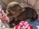 Chien chihuahua femelle a donner 