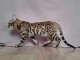 Bébé chaton Bengal disponible 