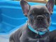 chiot bouledogue français à donner 