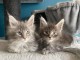 Bébé chaton Maine coon adorable 