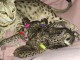Chatons Savannah mâle a donner 