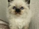 chaton sacré brimanie a donner 