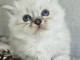chaton sacré brimanie a donner mâle 