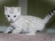 Chaton bengal femelle a donner 