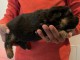 chiots berger allemand a donner mâle 