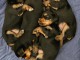 chiot Yorkshire terrier mâle et femelle a donner 