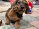 bébé chiot Teckel a donner 