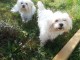 chiots bichon maltais mâle à donner 