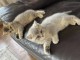 adoption chatons British shorthair 