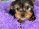 Disponible Yorkshire a donner 