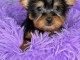 chiots Yorkshire femelle a donner 