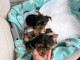 Adopter chiot York disponible 