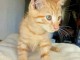Chaton roux a donner 