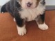 chiot bouvier bernois à donner 