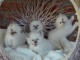 Adopter chaton sacré brimanie a donner 