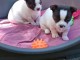 chiot chihuahua femelle a donner 