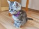 Chatons gris à donner 