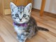 Chatons gris à donner 