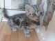 Chatons gris à donner 
