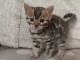 Bébé chaton Bengal pour adoption femelle 