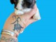 Bébé chiot Shih Tzu femelle adorable pour adoption 