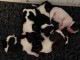 Chiot Shih Tzu disponible pour vous 