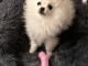 chiot spitz allemand race pure a donner 